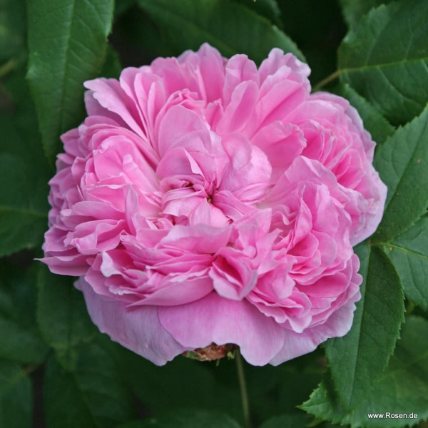 JACQUES CARTIER